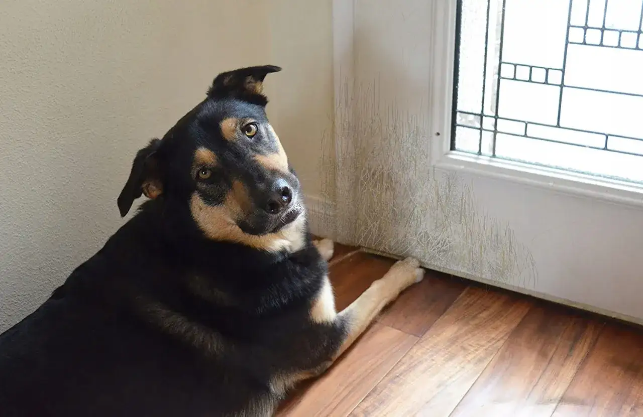 Pies drapie drzwi? Zabezpiecz drewno i oducz go tego nawyku!