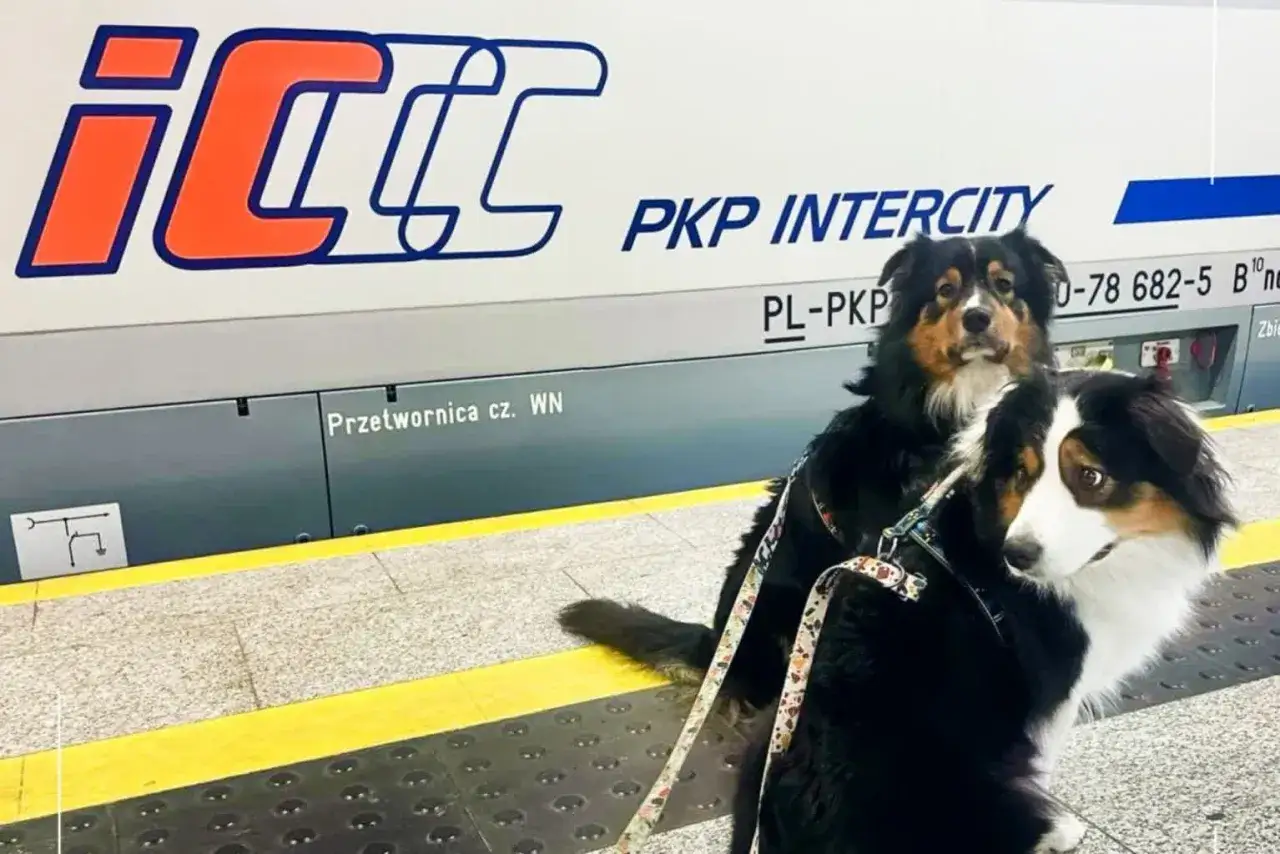 Dwa psy na peronie PKP Intercity. Zastanawiasz się, ile kosztuje bilet dla psa PKP? Sprawdź regulamin przewoźnika.