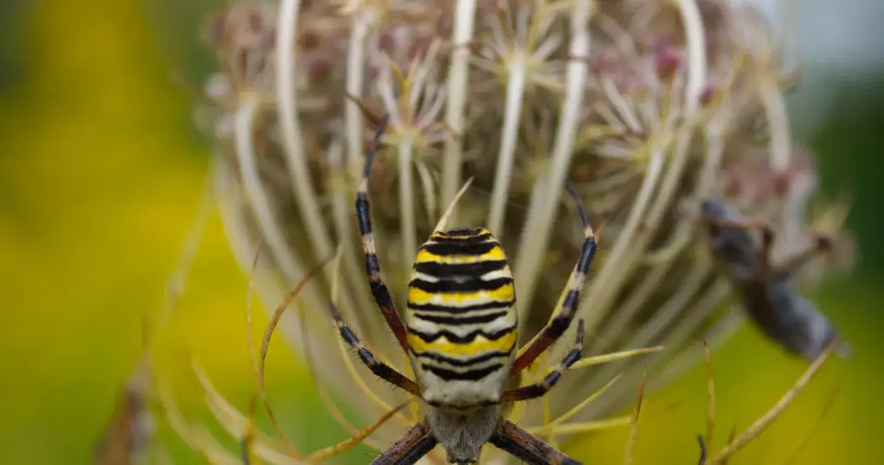 Pająk który wygląda jak osa - co warto wiedzieć o tygrzyku paskowanym