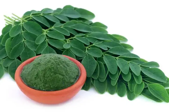 Jak pić herbatę moringa, aby maksymalnie wykorzystać jej korzyści