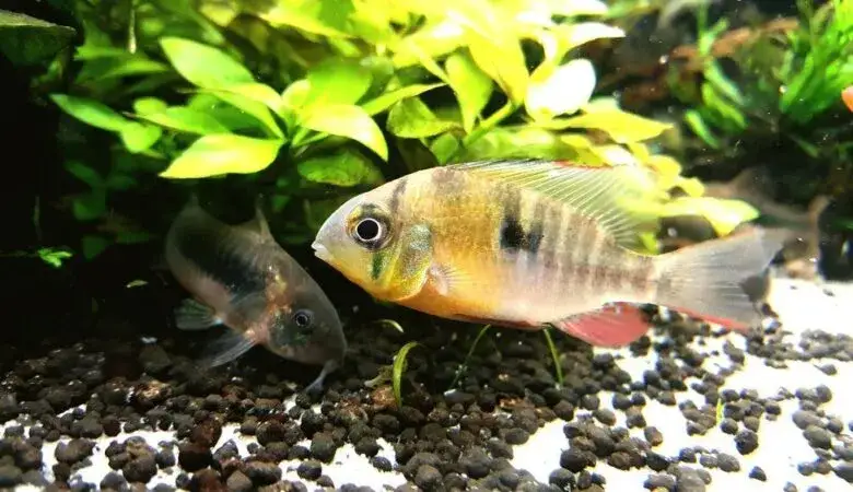 Nanoakwarium 30l: Jaką obsadę wybrać? Uniknij błędów początkujących!