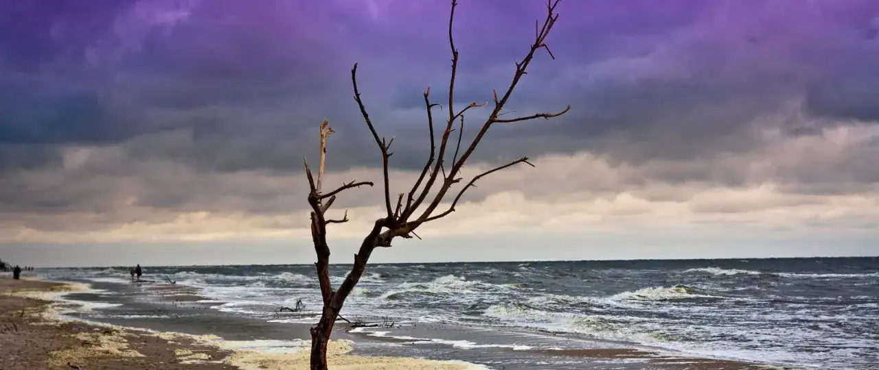 Jod nad Bałtykiem: Jak naturalnie wzmocnić tarczycę i odporność?