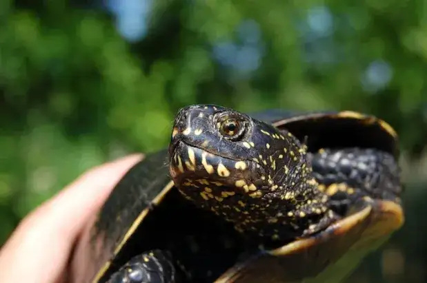 Co je żółw błotny? Ciekawe fakty o jego życiu i ochronie w Polsce