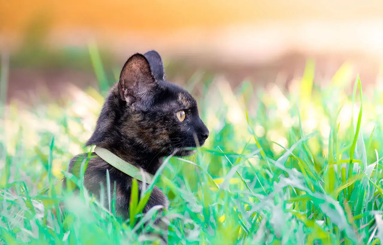 Czarna kotka z żółtymi oczami w zielonej obroży siedzi w trawie.