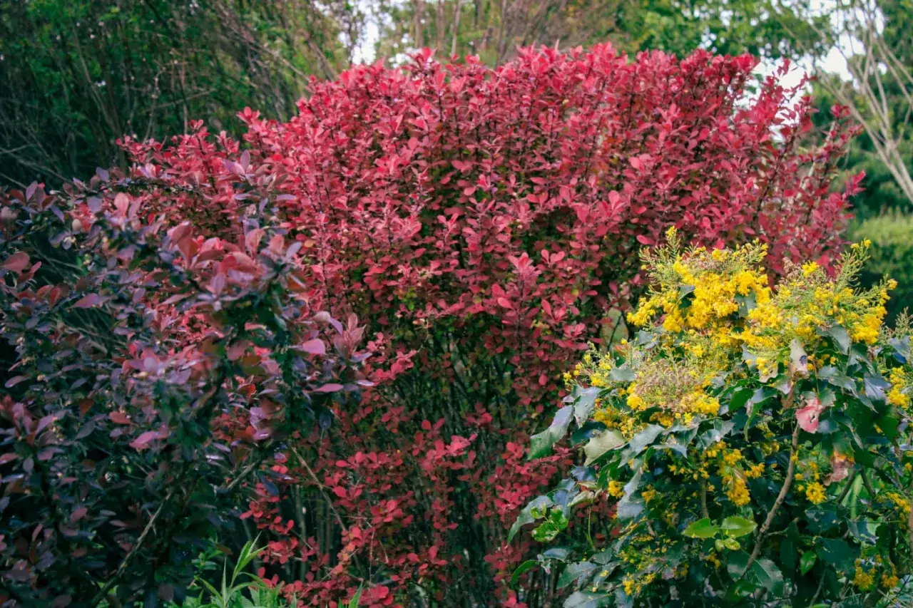 Kolorowe krzewy do ogrodu: intensywnie czerwone liście berberysu kontrastują z żółtymi kwiatami mahonii, tworząc barwną kompozycję.