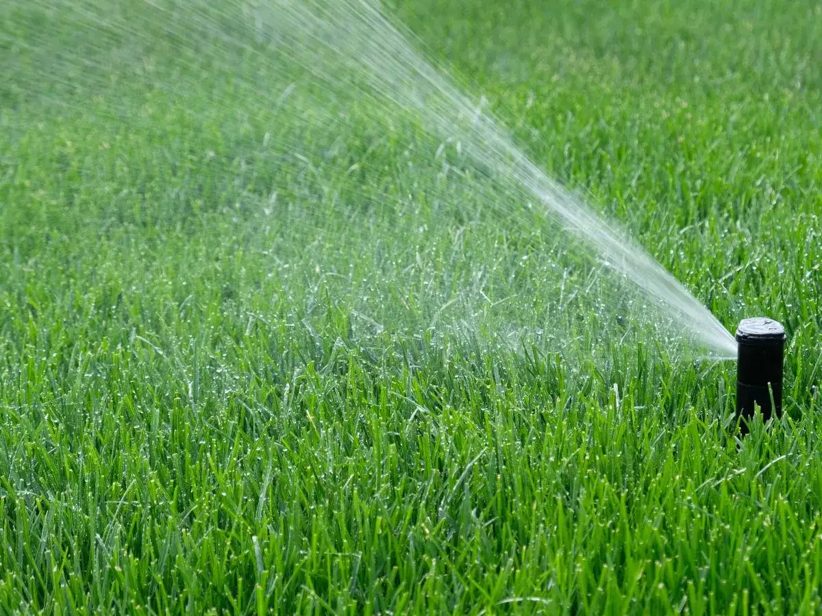 Jak długo podlewać trawnik zraszaczem? Sekret zdrowej murawy