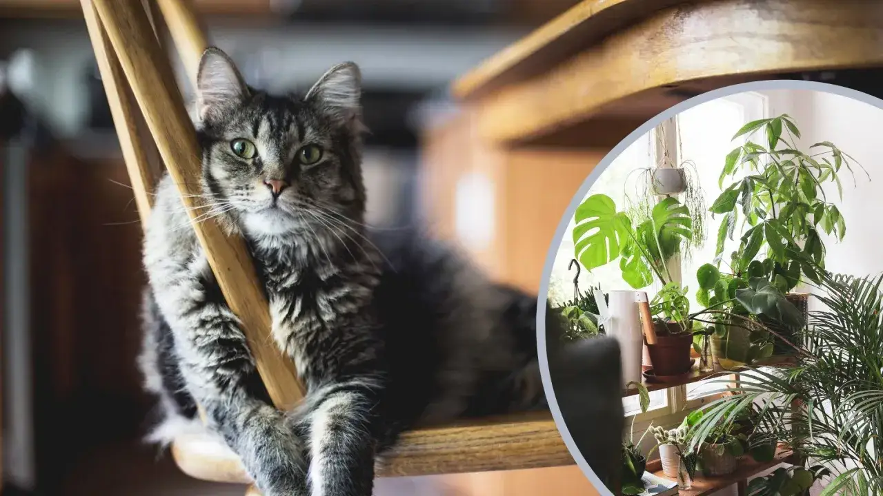 Duże rośliny do salonu: Bezpieczne dla kota i psa? Sprawdź!