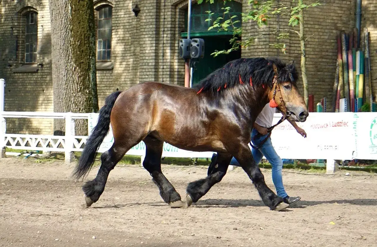 Stadnina Koni Mieczownica - historia, usługi i hodowla koni