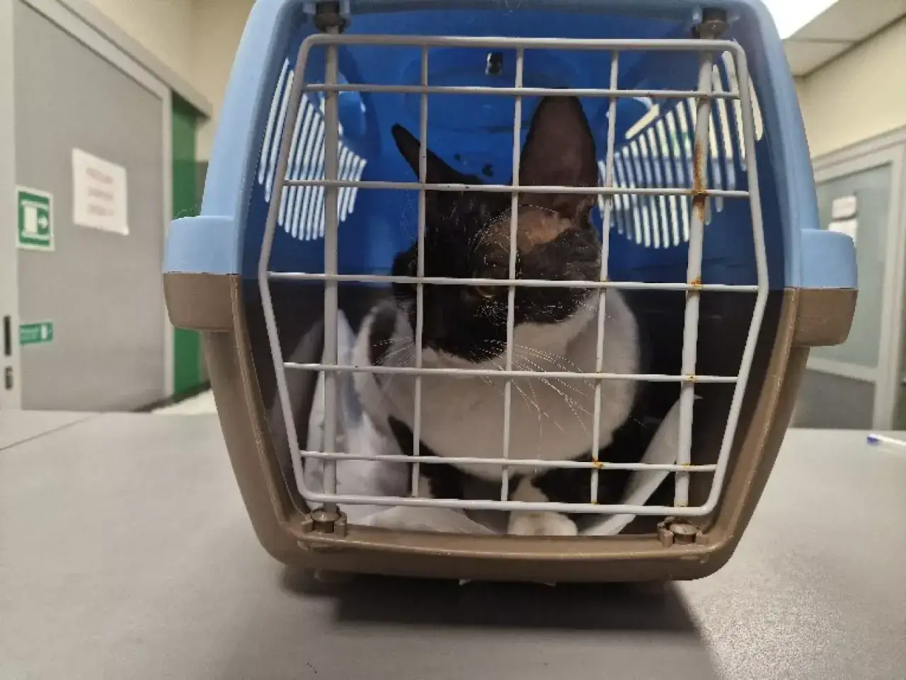 Pilna pomoc dla kotów Devon Rex w schronisku - ich zdrowie w niebezpieczeństwie