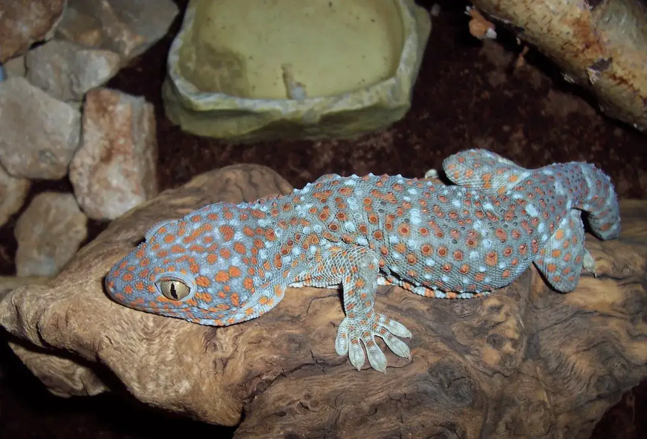 Jakie witaminy dla gekona lamparciego, aby uniknąć problemów zdrowotnych?