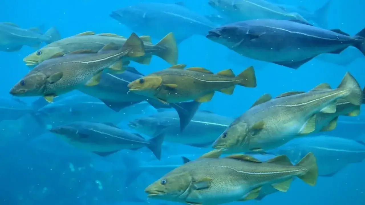 Co żyje w Morzu Bałtyckim? Fascynujący świat ryb i ssaków morskich