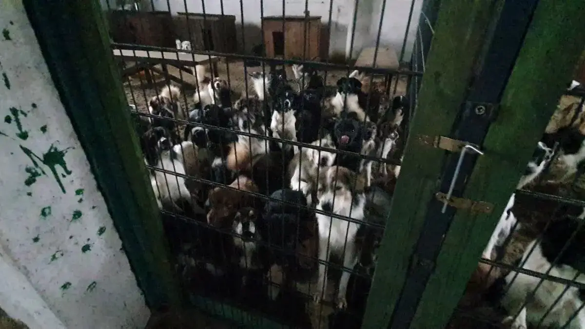 Gdzie zgłosić nielegalną hodowlę? Zmień los zwierząt już dziś