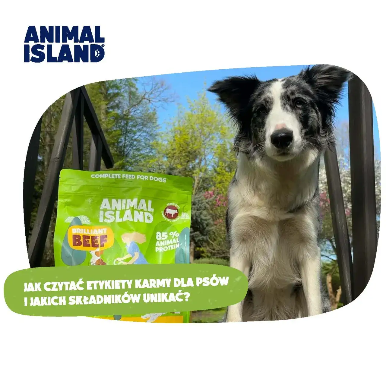 Jaką karmę dla psa wybrać, aby uniknąć problemów zdrowotnych?