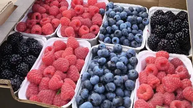 Sezon na maliny kiedy: poznaj najlepszy czas na zbiór świeżych owoców