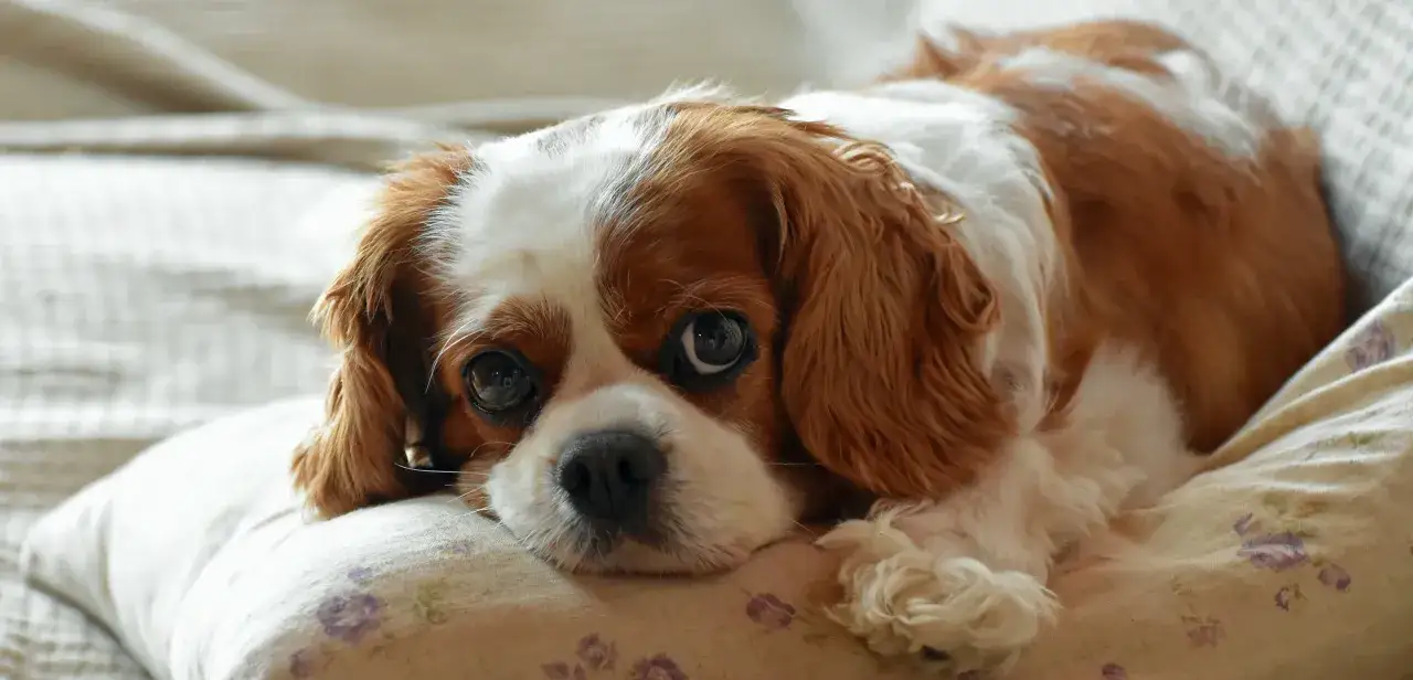 Cavalier King Charles Spaniel - ile sierści gubi i jak dbać o futro