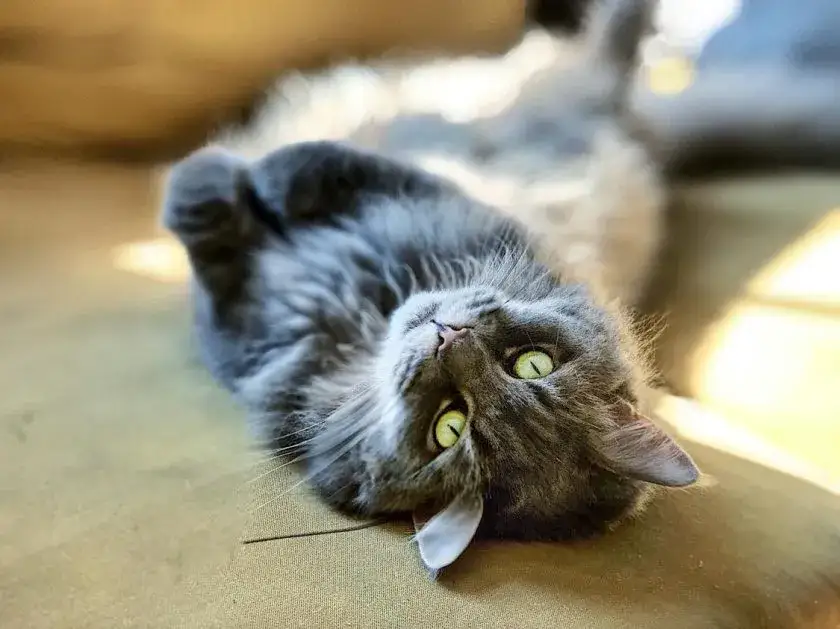 W jakim wieku sterylizować kotkę, aby uniknąć problemów zdrowotnych?