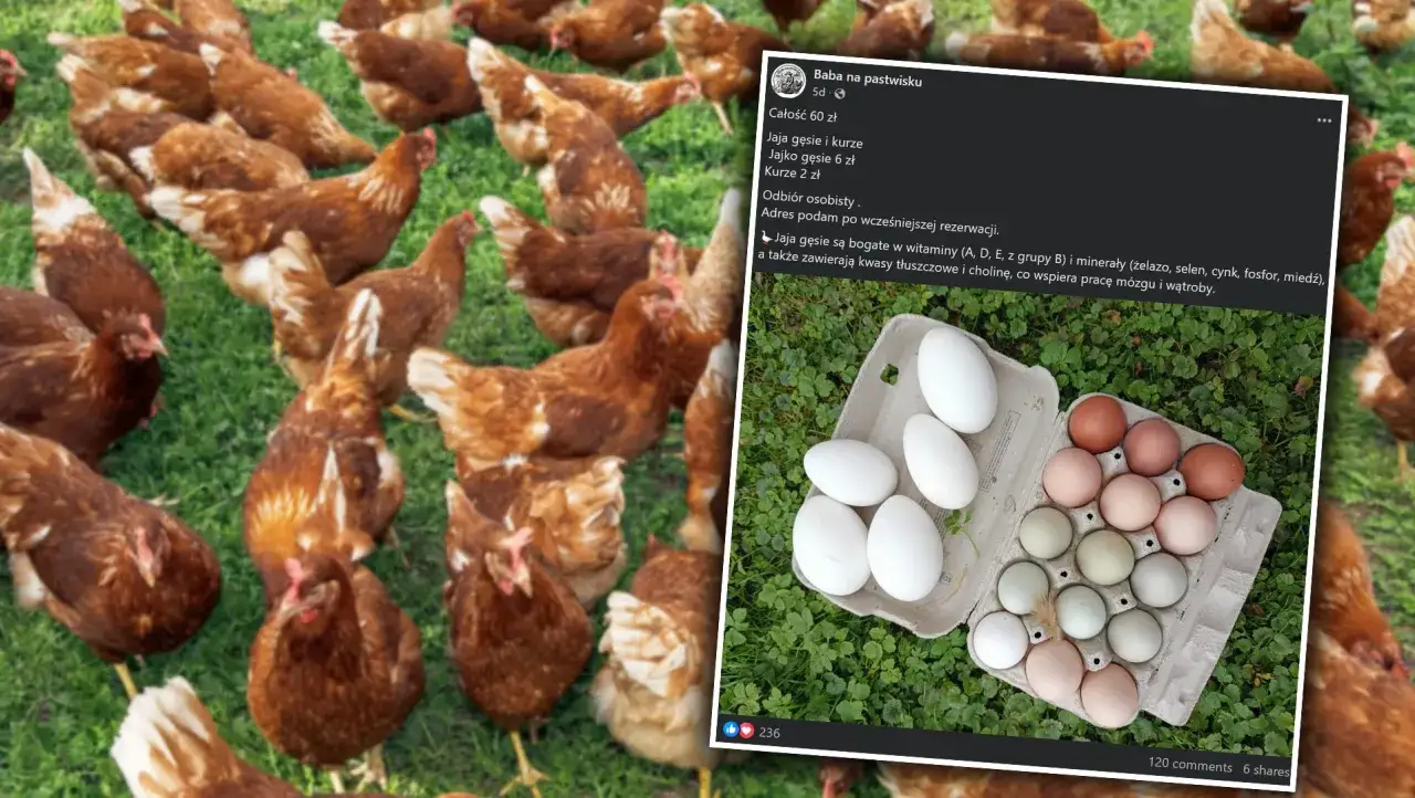 Kury na zielonej trawie i jajka w wytłoczce. Post informuje, ile można zarobić na sprzedaży jajek: gęsich i kurzych.
