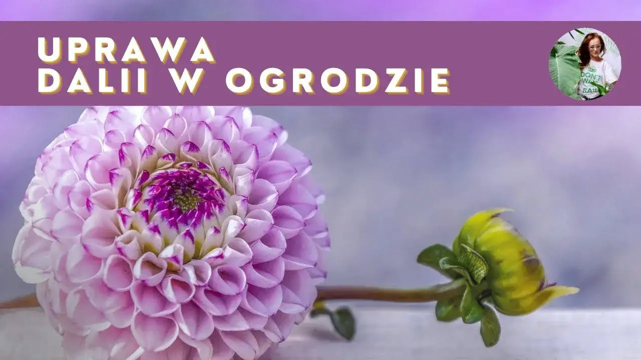 Kiedy sadzimy georginie, aby uniknąć przymrozków i cieszyć się kwiatami