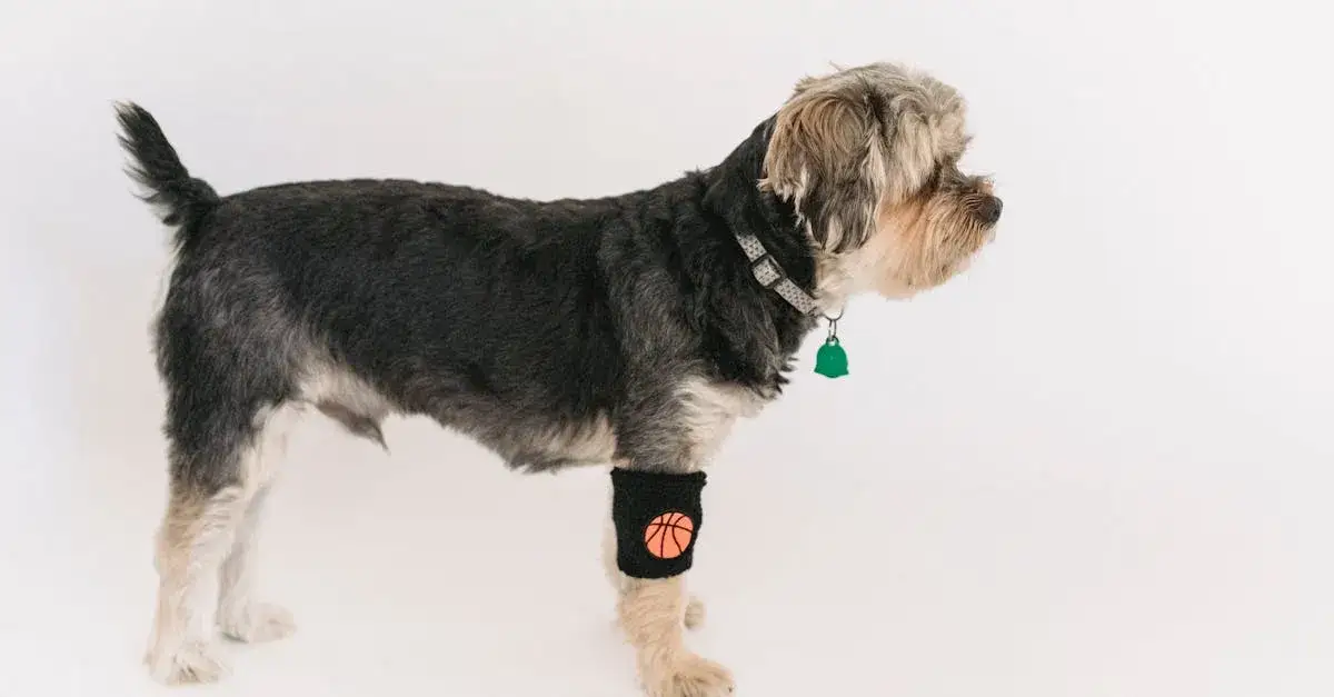 Czy Lampo to najwzruszająca historia o psiej wierności?