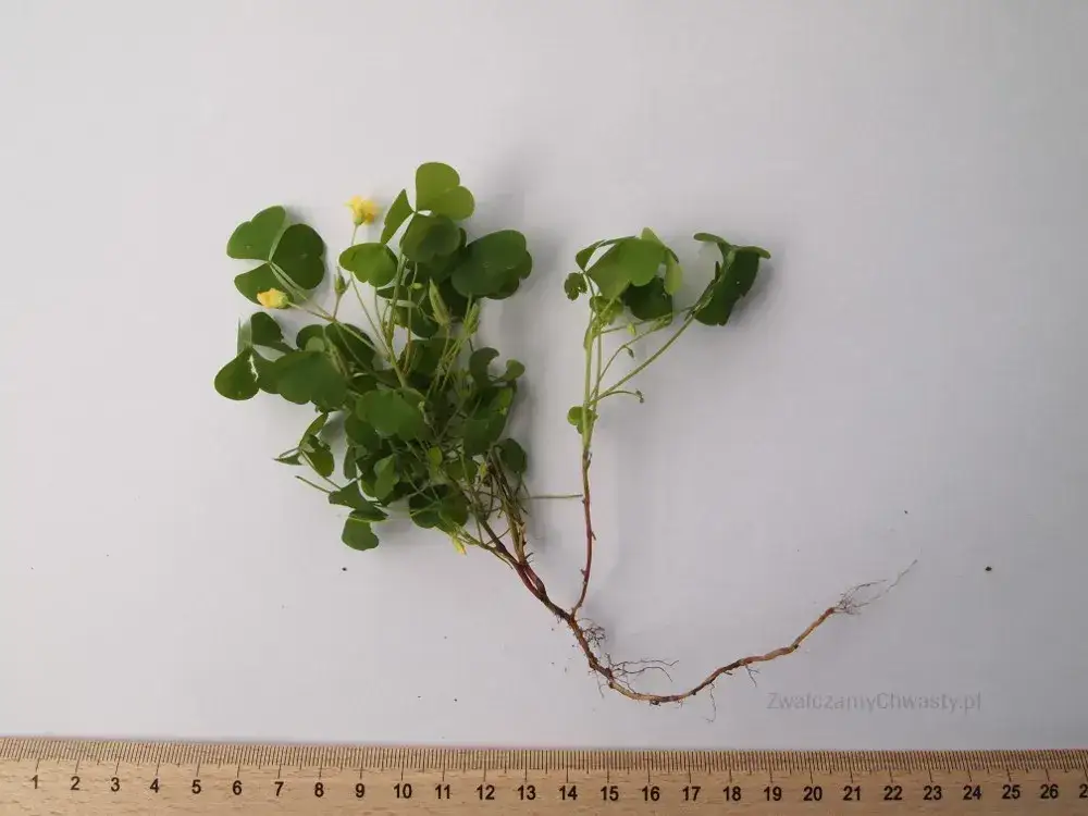 Chwasty z żółtymi kwiatami: jak je rozpoznać i skutecznie zwalczać