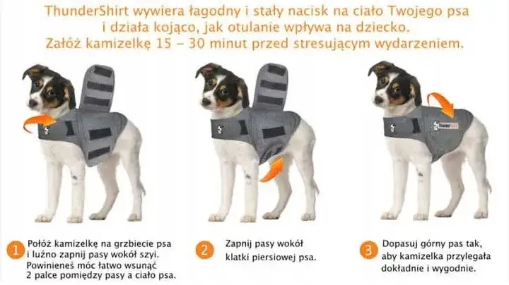 Co kupić dla psa? Niezbędne akcesoria, które ułatwią życie zwierzakowi