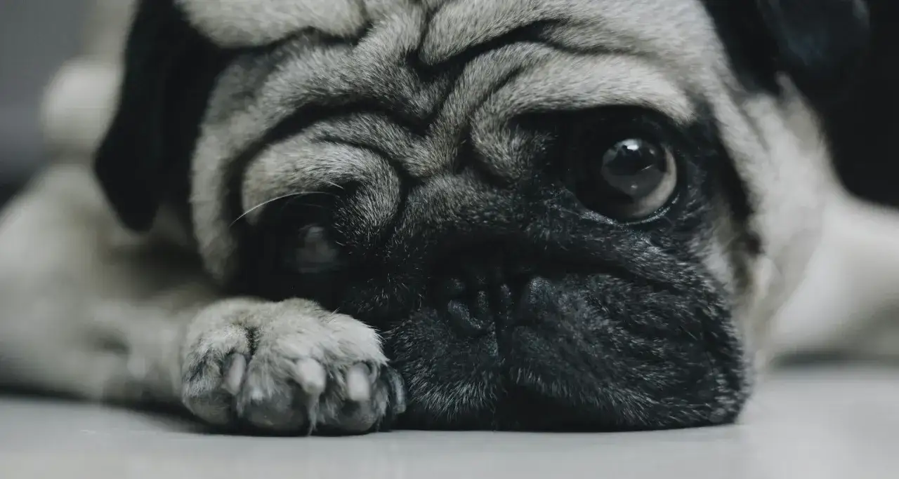 Smutny mops leży, jego wielkie oczy patrzą w dal. Czy weterynarz zgłasza uspienie psa?