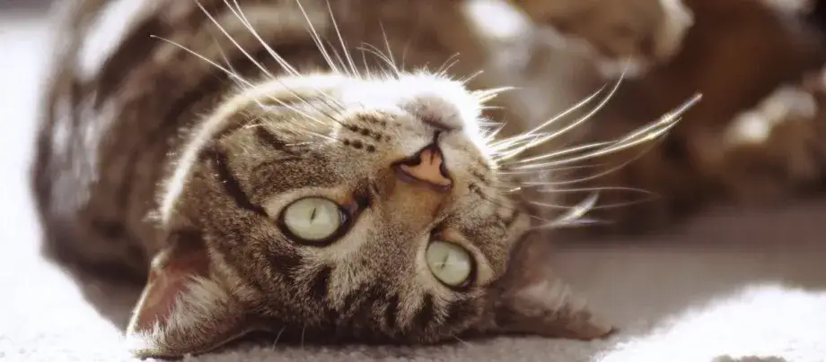 Jak często kotka ma ruję? Poznaj częstotliwość i czynniki wpływające