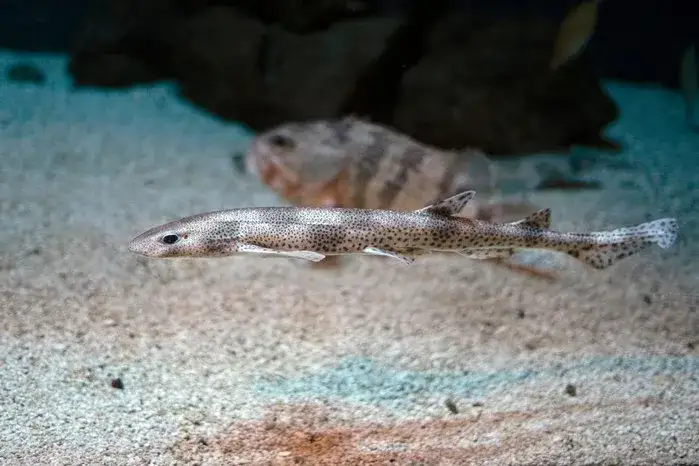 Czy w Bałtyku są rekiny? Rzadkie gatunki i ich bezpieczeństwo dla ludzi