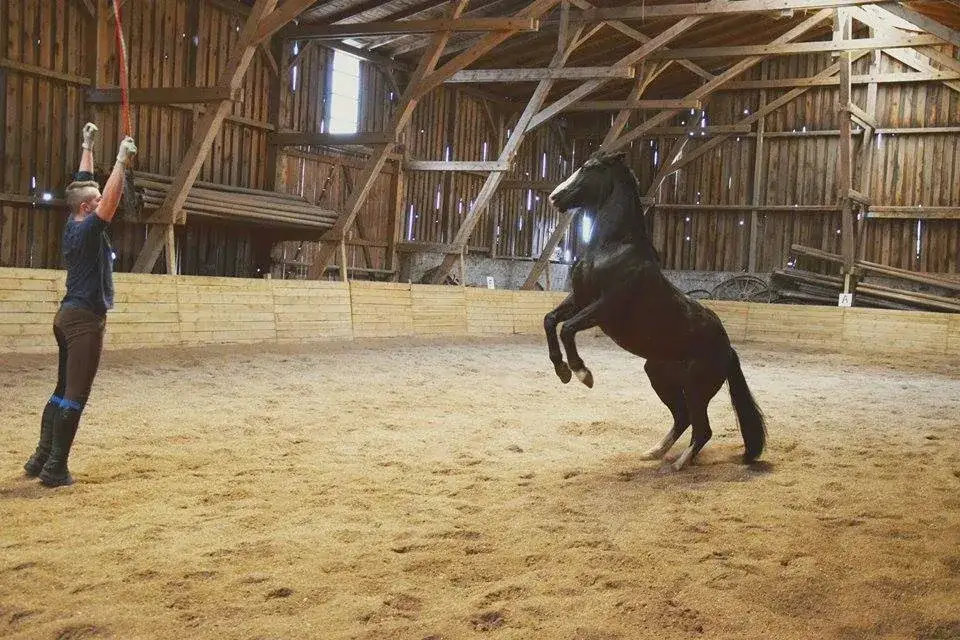 Gdzie jest technikum hodowli koni? Odkryj najlepsze lokalizacje w Polsce