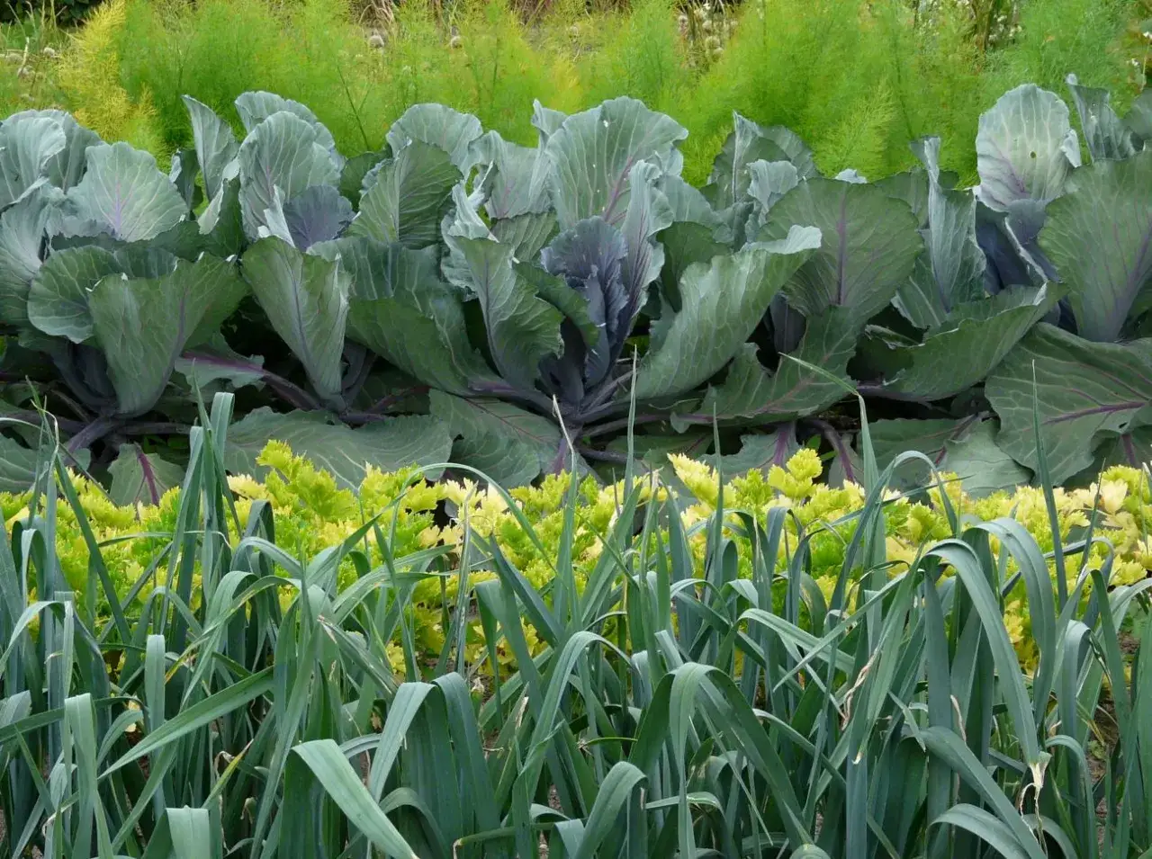 Kiedy sadzić pora i selera, aby uniknąć nieudanej uprawy?
