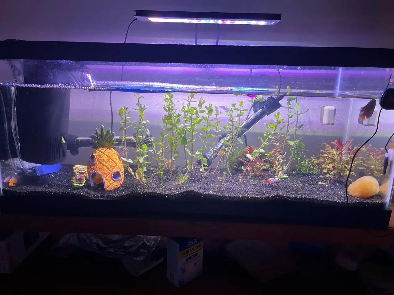 Dlaczego rybki zdychają w akwarium? Oto najczęstsze przyczyny