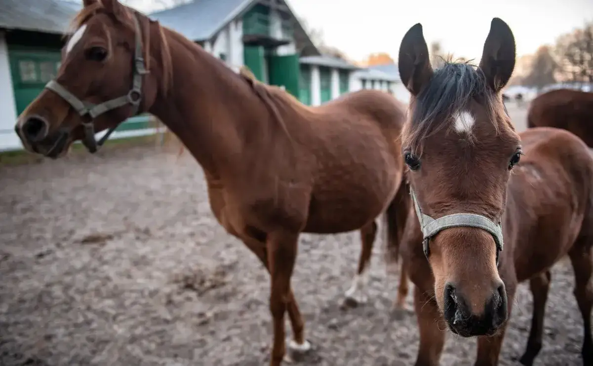 Stadnina Janów Podlaski: Czy bankructwo to mit? Prawda o finansach.