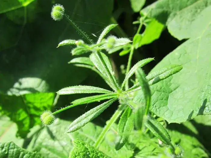 Chwasty z rzepami: Jak skutecznie zwalczyć łopian i przytulię?