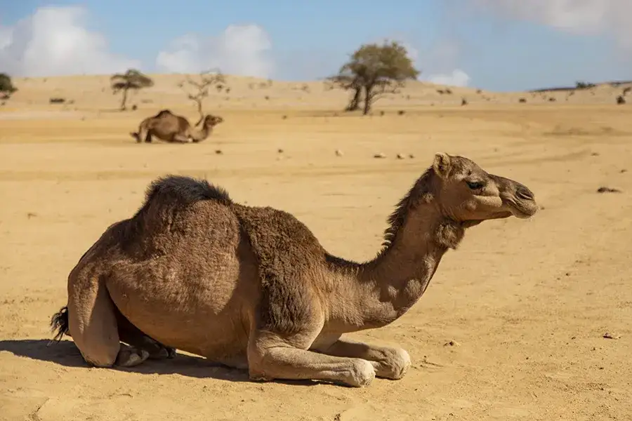 Oman: Zwierzęta i fauna - Co warto wiedzieć o przyrodzie tego kraju?