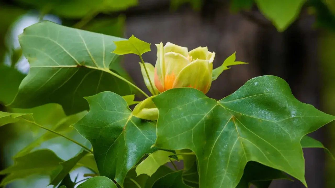 Kiedy kwitnie tulipanowiec? Sekrety obfitego kwitnienia!