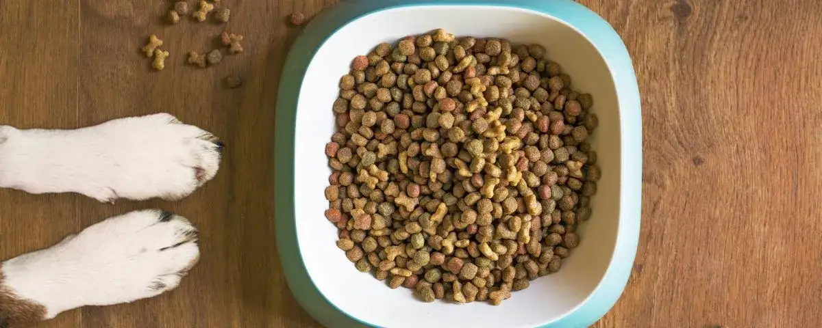 Kiedy szczeniak może jeść suchą karmę? Kluczowe informacje dla właścicieli