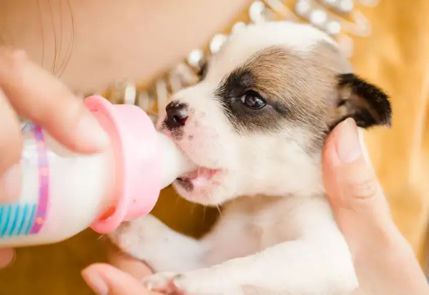 Do kiedy szczeniak pije mleko? Kluczowe informacje dla zdrowia pupila