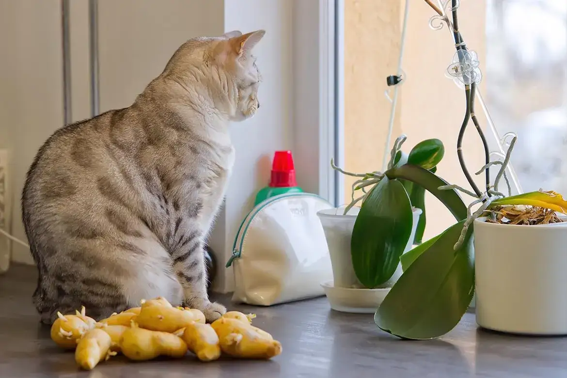 Czy koty mogą jeść ziemniaki? Poznaj ryzyko i bezpieczne zasady