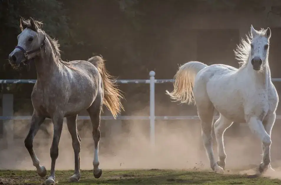 Zwiedzanie stadniny koni w Janowie Lubelskim - atrakcje i ceny biletów
