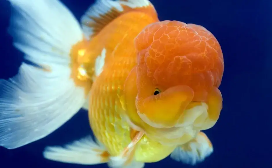 Ile żyje złota rybka? Odkryj sekrety długowieczności!