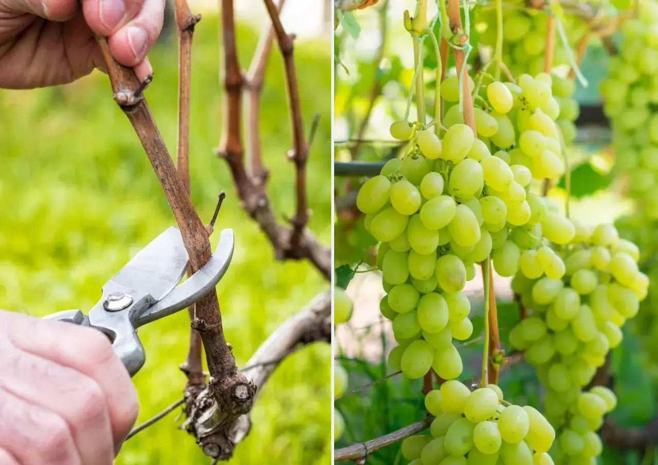 Jak przycinać winogrona? Poradnik krok po kroku dla obfitych zbiorów