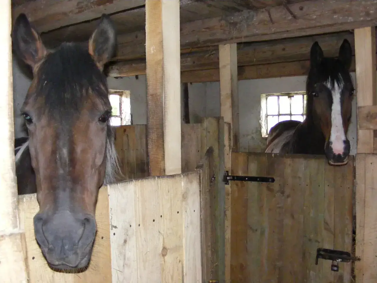 Czy konie są mądre? Odkryj prawdę o ich inteligencji!