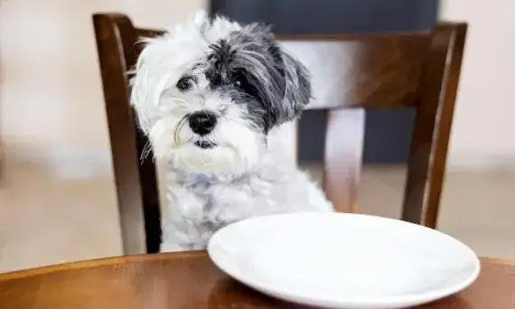 Czy pies może jeść kiełbasę? Zobacz, co może mu zaszkodzić