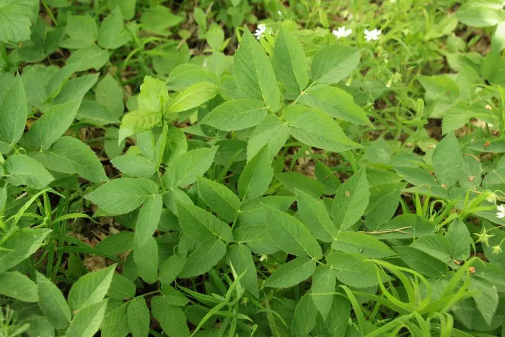 Chwasty selerowate: rozpoznaj barszcz, podagrycznik i zwalczaj!