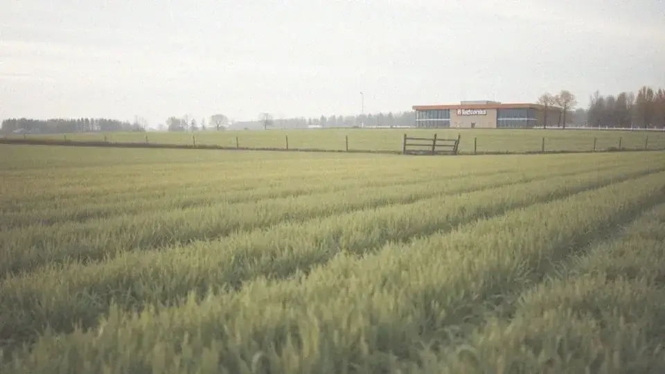 Ile płaci biedronka za wynajem gruntu? Ceny, które zaskakują właścicieli