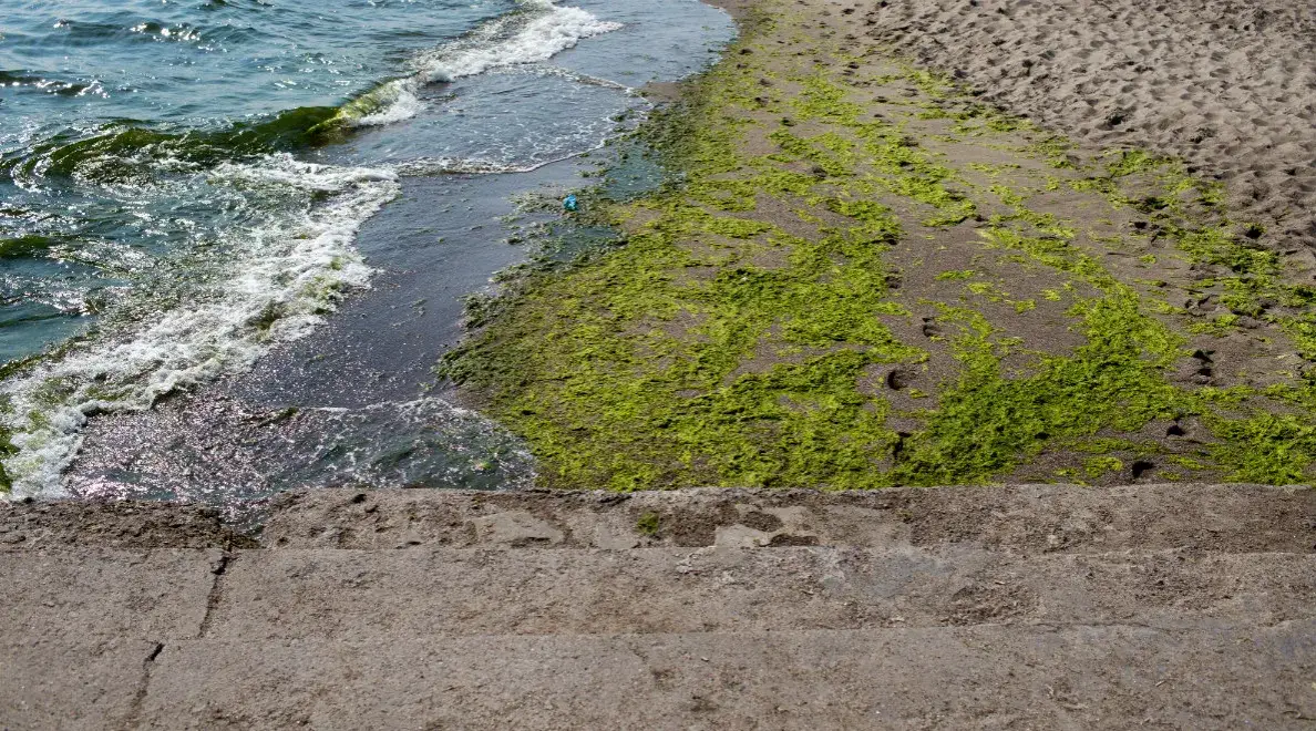 Jak wyglądają sinice w Bałtyku i jak ich unikać podczas kąpieli