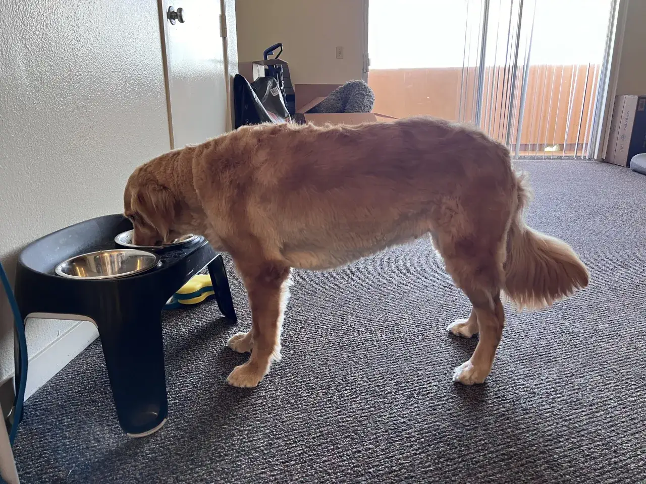 Golden retriever pije wodę z miski na podwyższeniu.