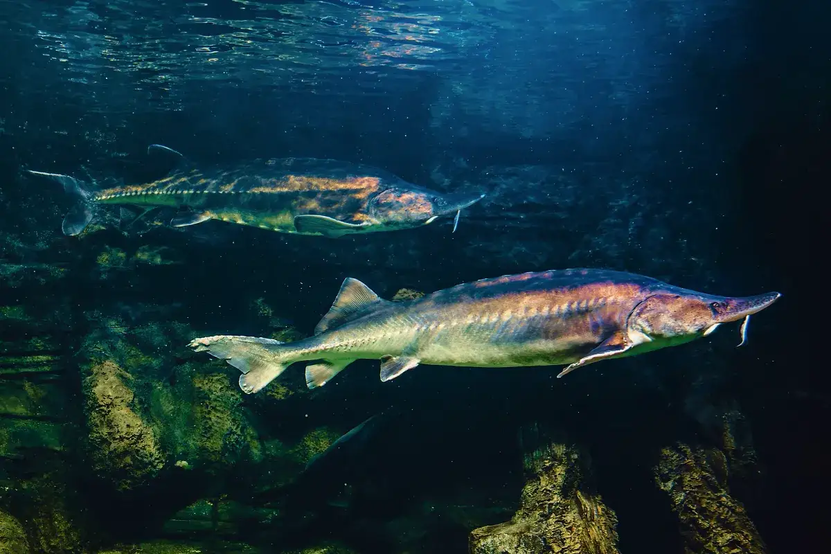 Dwa jesiotry pływają w ciemnej wodzie. Jeden z nich, bliżej, ma błyszczące łuski i wąsy. Zastanawiasz się, na co bierze jesiotr?