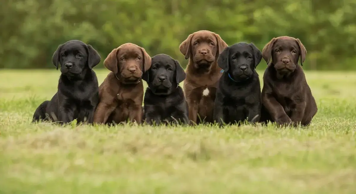 Kiedy zacząć dokarmiać szczeniaki, aby uniknąć problemów zdrowotnych?