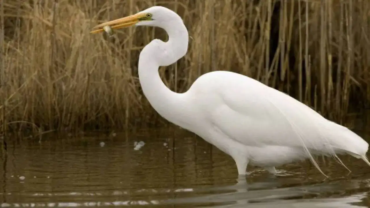 Czy czapla biała zimuje w Polsce? Zaskakujące fakty o jej zwyczajach